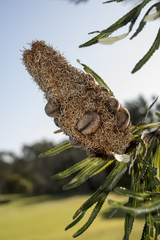 Banksia attenuata