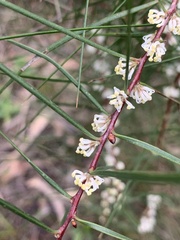 Hakea ulicina