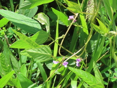 Glycine max soja