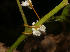 Cuscuta rostrata