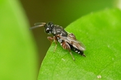 Chalcididae