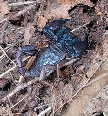 Uroctonus mordax