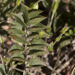 Psoralea imbricata