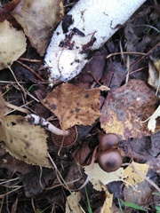 Psathyrella bipellis