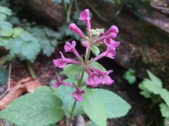 Stachys chamissonis