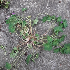 Geranium homeanum