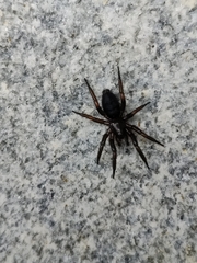 Zelotes