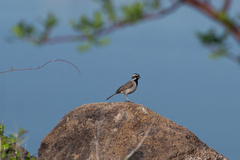 Amphispiza bilineata