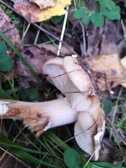 Lyophyllum decastes