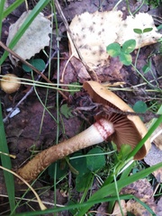 Cortinarius trivialis