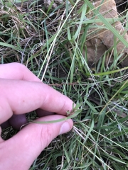 Lythrum hyssopifolia