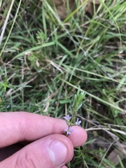 Lythrum hyssopifolia