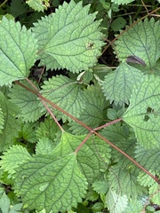 Urtica thunbergiana