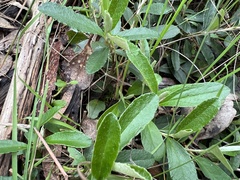 Olearia myrsinoides