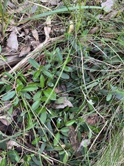 Olearia myrsinoides