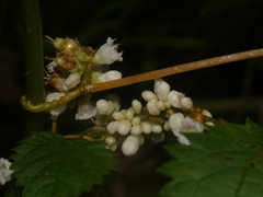 Cuscuta rostrata