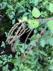 Urtica thunbergiana