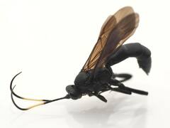 Stenichneumon culpator