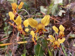 Diuris corymbosa