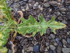 Cirsium