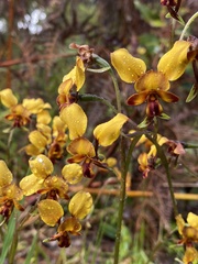 Diuris corymbosa