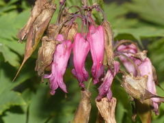 Dicentra eximia