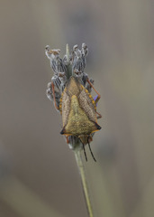 Carpocoris mediterraneus atlanticus