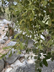 Phoradendron villosum