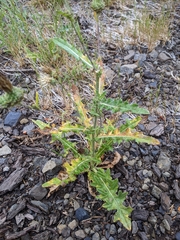 Cirsium