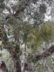 Phoradendron villosum