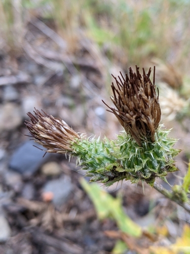 Image of Cirsium remotifolium by (c) David Anderson, some rights reserved (CC BY)