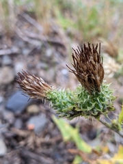 Cirsium