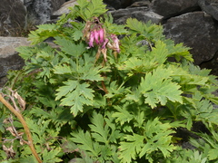 Dicentra eximia