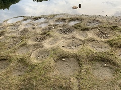 Vertebrata