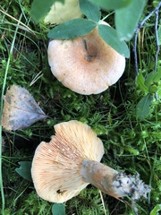 Lactarius deterrimus