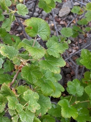 Ribes viscosissimum