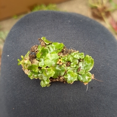 Lunularia cruciata