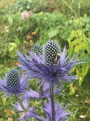 Eryngium alpinum