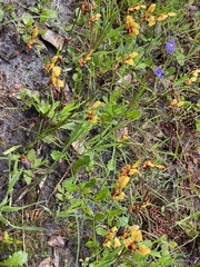 Diuris corymbosa