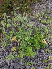 Ribes viscosissimum