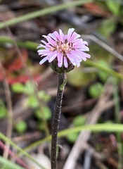 Lagenophora platysperma