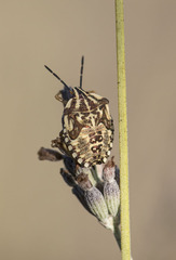 Carpocoris mediterraneus atlanticus