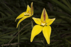 Caladenia flava