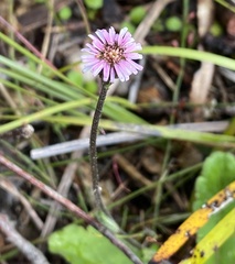 Lagenophora platysperma