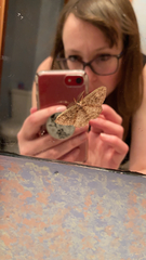 Melanolophia imitata