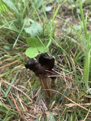 Helvella lacunosa