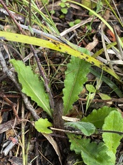 Lagenophora platysperma