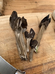 Helvella lacunosa
