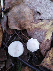 Cystoderma carcharias