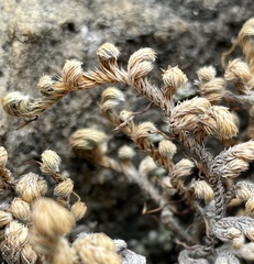 Selaginella watsonii